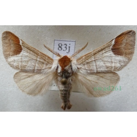 Clostera curtula (Linnaeus, 1758) male Wzjeżka łozówka Czech83j